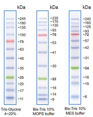 宽范围彩色预染蛋白marker,11-245kd