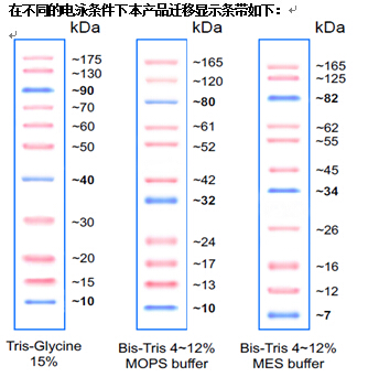 彩色预染蛋白marker,10-175kd